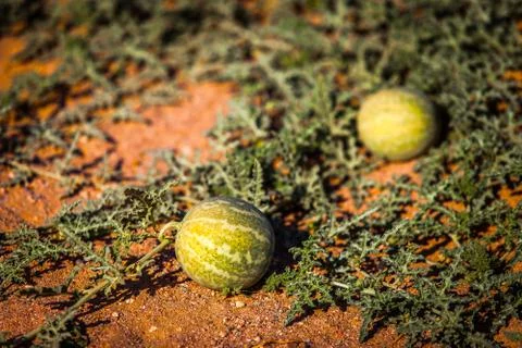 Wild watermelons Stock Photos