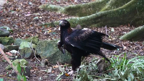 A wild wedge-tailed eagle, aquila audax perched on the forest ground, Stock Footage 280163601