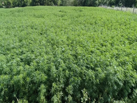 Wild Weed Field 動画素材 77521933