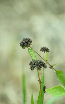 Wild weed plants with sharp pointy balls like seeds hang on to anything it to Stock Photos