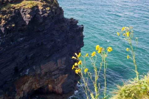 Wild weeds overlooking the cliffs Stock Photos