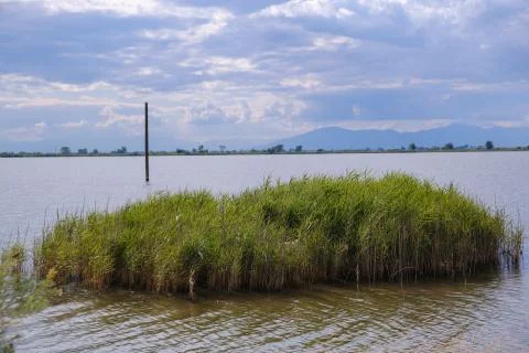 Wild weeds patch in a lake with cloudy landscape in the background Stock Photos