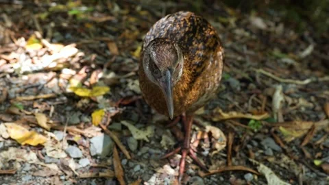Wild weka bird walking to the camera in the forest, New Zealand Stock Footage 263865272