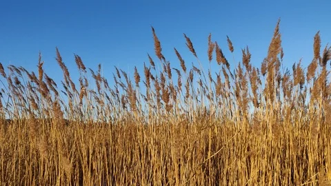 Wild Wheat Dancing in The Wind and Blue Sky Sunny Day Vídeos de archivo 101027990