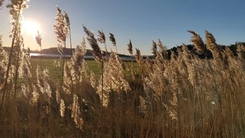 Wild Wheat Dancing in The Wind Sunny Day Stock Footage 101027886