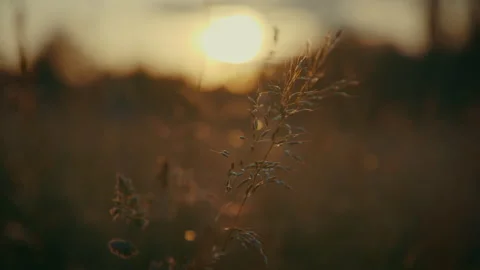 Wild-Wheat Field During Sunset 스톡 동영상 132266407