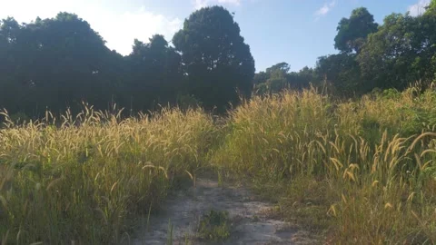 Wild wheat field in the middle of a forest, in Cambodia Stock Footage 236160836