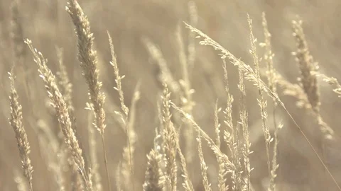 Wild Wheat Stock Footage 79293645