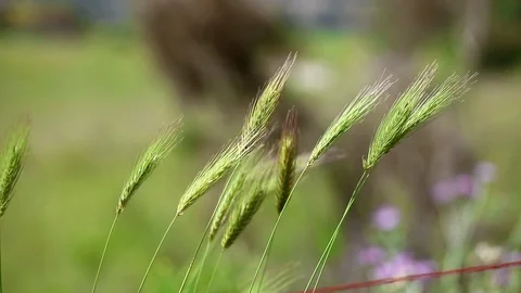 Wild wheat moved by the wind Stock Footage 110693990