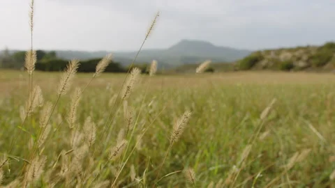 Wild wheat in a natural grass field with a mountain behind, in Spain Stock Footage 223928743