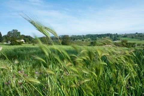 Wild Wheat Stock Photos