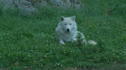 Wild White Artic Wolf Lying in Grass Stock Footage 79177542