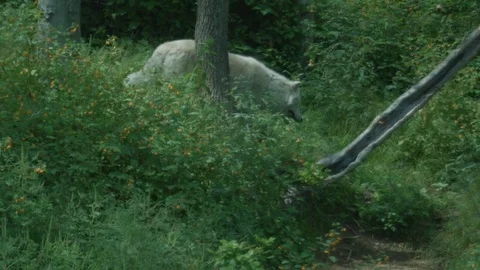 Wild White Artic Wolf Walking in Forest Stock Footage 79179498