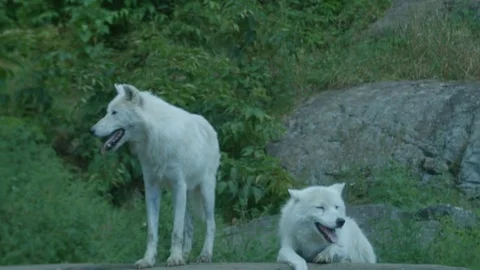 Wild White Artic Wolves Standing on Rock Stock Footage 79179961