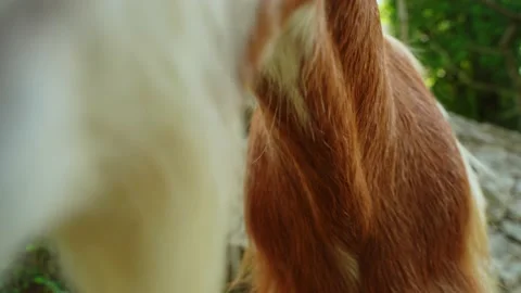 A wild white-brown goat sniffs the camera lens and tries to lick it thinking it Stock Footage 203947272