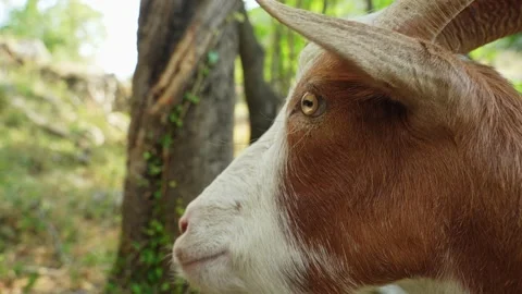 A wild white-brown goat sniffs the camera lens and tries to lick it thinking it Stock Footage 204876480