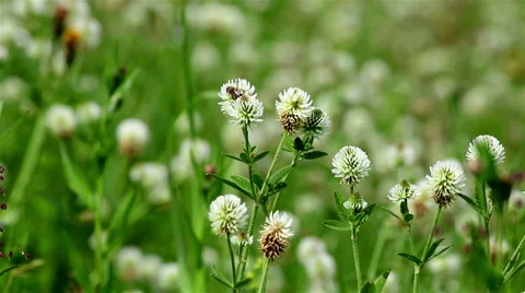 Wild white clover Stock Footage 68680918