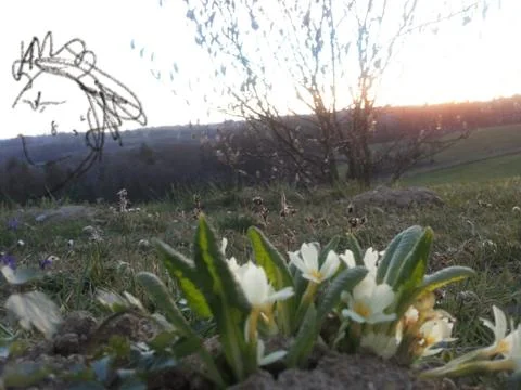 Wild white  CROCUSES Stock Photos