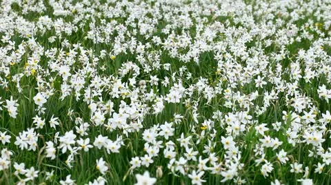 Wild white daffodils Stockbeeldmateriaal 11492487