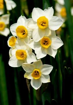 Wild White Daffodils Stock Photos