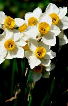 Wild White Daffodils Stock Photos