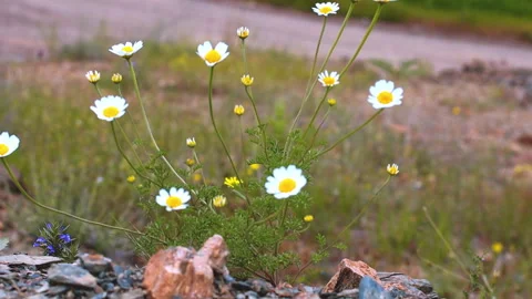 Wild White Daisies Blooming next to a Gravel Path Close Up Stock Footage 336554753