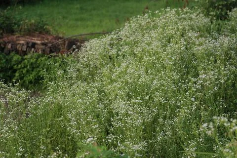 Wild white daisy fleabane growing densely in green meadow with soft natural.. Stock Photos