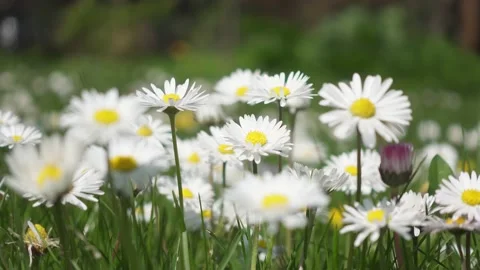 Wild white daisy flower closeup in 4k bending in the light wind at bright day Stock Footage 153439740