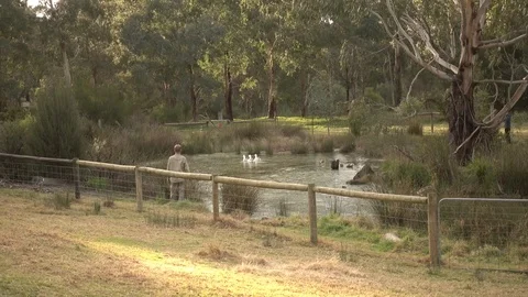 Wild white ducks swim in a pond, bush background. Man stand by watching. Stock Footage 78480901