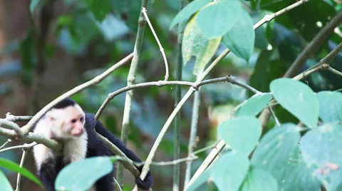 Wild White-faced Capuchin (Cebus capucinus) monkey grooming Stock Footage 34990960