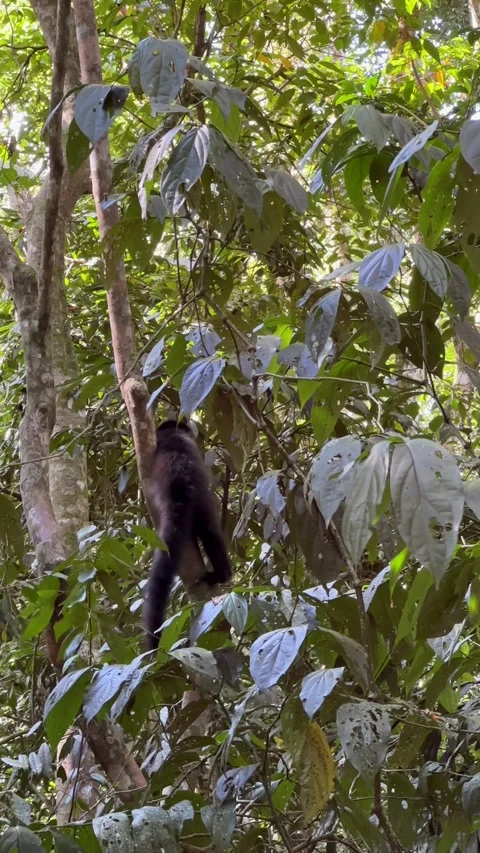 A wild white-faced capuchin monkey climbing Stockbeeldmateriaal 335715846