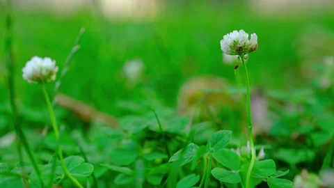 Wild White Flower Emerging In The Grass Stock Footage 246454384