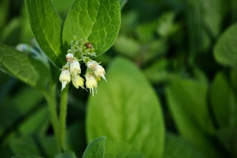 Wild white flower Stock Photos