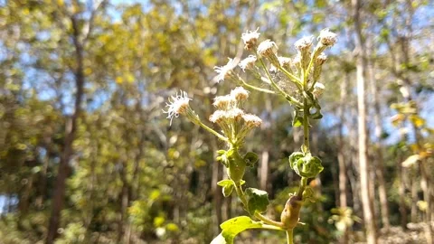Wild White Flower Shrub in the Forest 스톡 동영상 340018847
