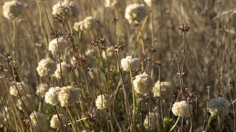 Wild white flowers Stock Footage 73897624