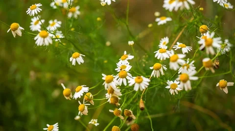 Wild white flowers moved by wind. Full HD RAW video 库存影片 58669854