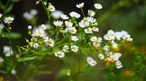 Wild white flowers moved by wind. Full HD RAW video Video stock 58669924