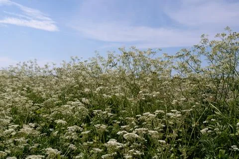 Wild white flowers Stock Photos