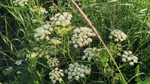 Wild white flowers by the river close-up Stock Footage 339783872