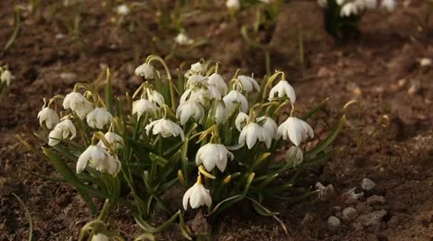 Wild white flowers shaking in wind Stock Footage 10883063