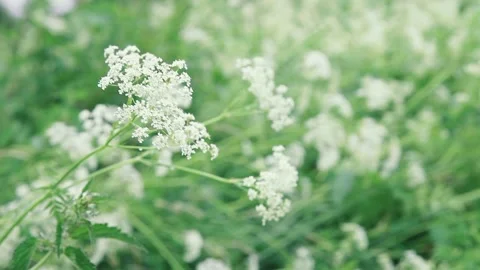 Wild white flowers in the wind Stock Footage 136655228