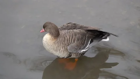 Wild White-fronted Goose cleans its plumage near the shore on a pond Stock Footage 149757170