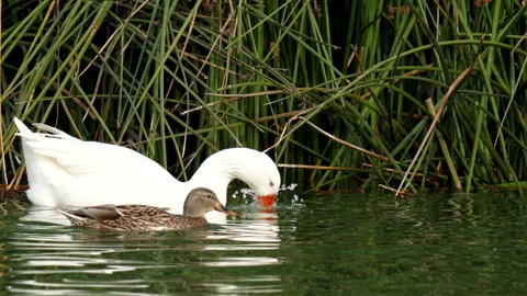 Wild white geese floating on water in the city park pond Stock Footage 167429862