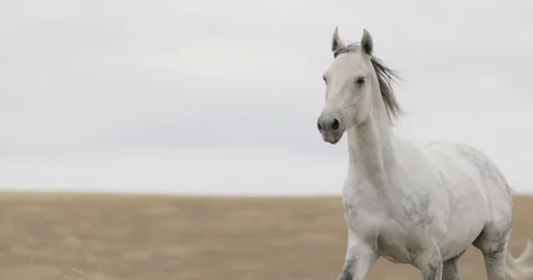 Wild white horse on the field running trotting Stock Footage