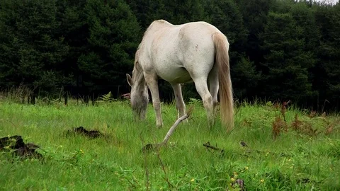 Wild white horse Stock Footage 75886644