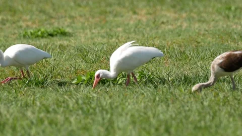 Wild White Ibis Grazing in a Field in Everglades National Park Stock Footage 106426315