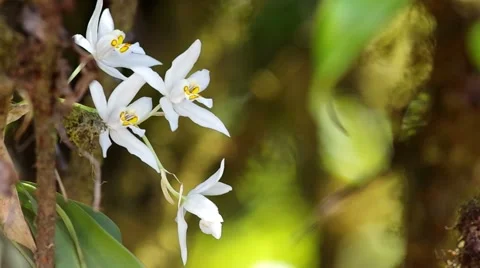 Wild white orchids Stock Footage 48348518