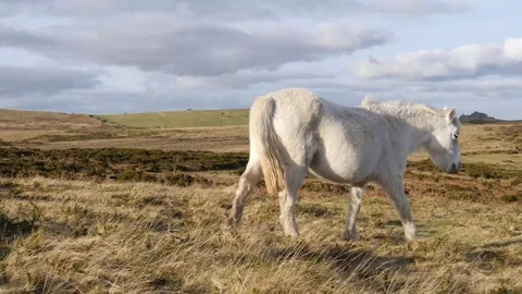 Wild white pony walking through Dartmoor Stock Footage 72903570