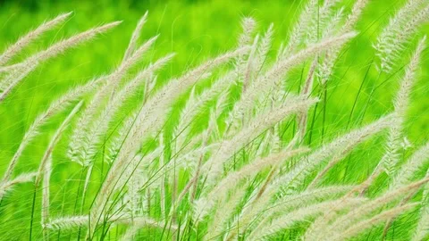 Wild white reeds 10bit 4k 60fps Stock Footage 269723053
