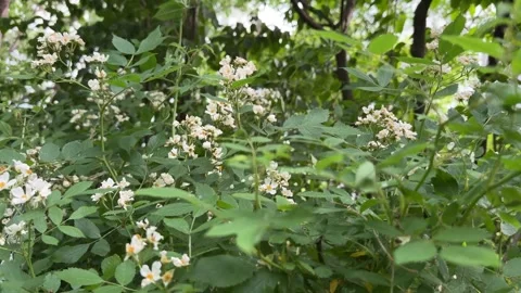 Wild White Roses Blooming in Dense Green Forest Bush Stock Footage 339322755